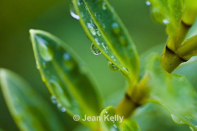 Flower - 9080 - Green