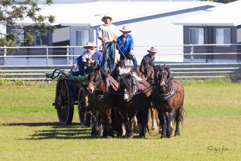 Marlie 11 Horse Draft Team 8. 0A3A9186 - 2025 Senic Rim Clydesdale Spectacular