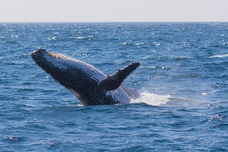 0A3A0506 - 2024 Whale Photos