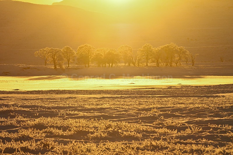 Sunset Snow Trees - Fire