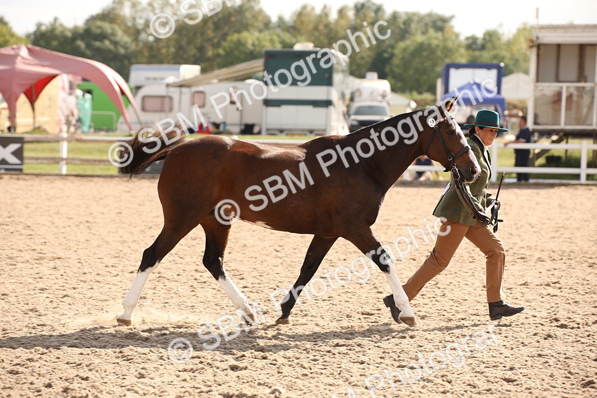 SBM_07411 - Class 26 IH Foreign Breeds -Part bred