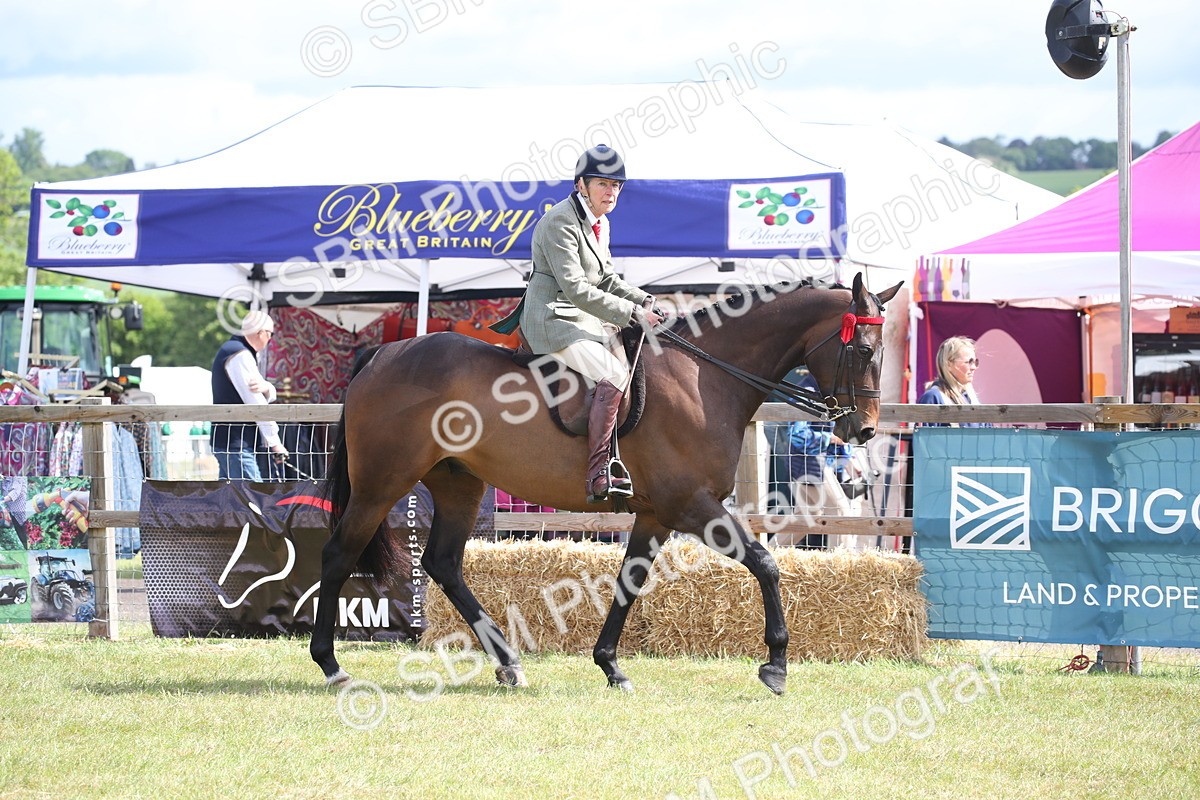 SBM_13197 - Class 95-96 - LIHS BSHA Rising Star Hack Riding Horse