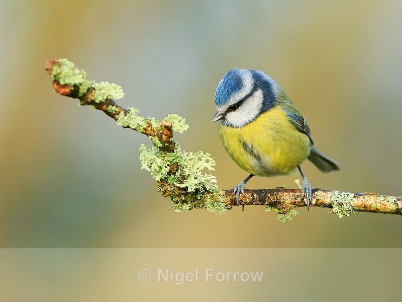 Blue Tit perched on lichen-covered branch, Worcestershire - Blue Tit