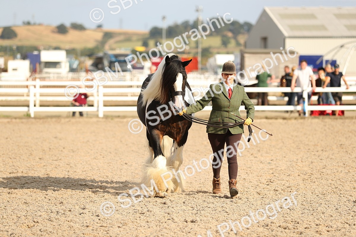 SBM_08583 - Class 28 - IH Veteran Horse