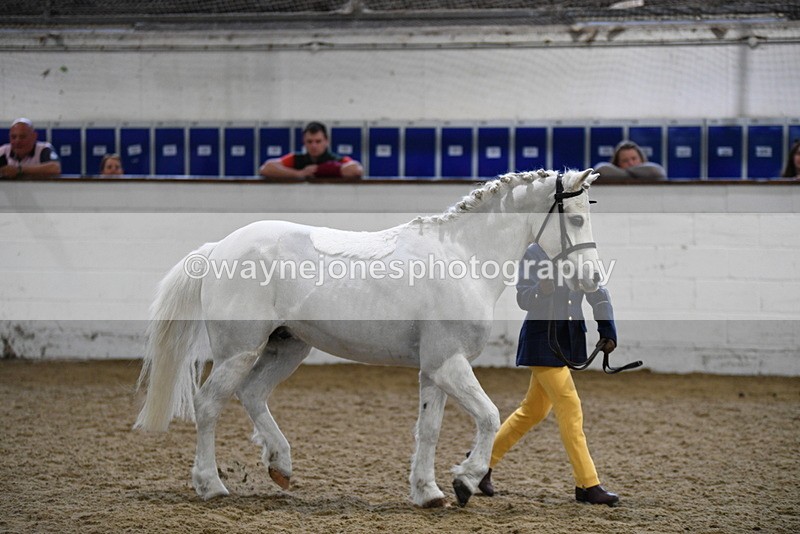 WJ5_4658 - Class 3 Part Bred In hand