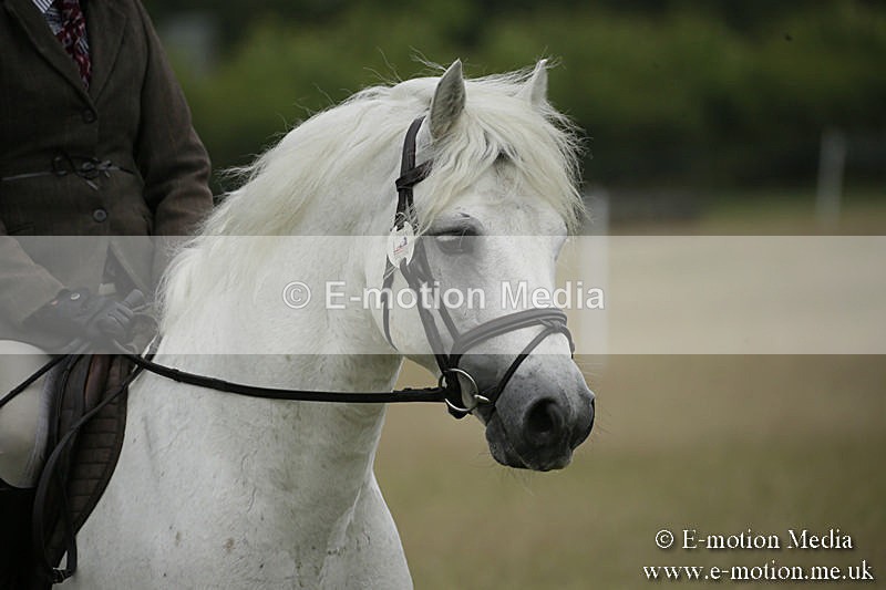 B230619-0109 - Bourne Valley Riding Club Summer Show 23/06/19