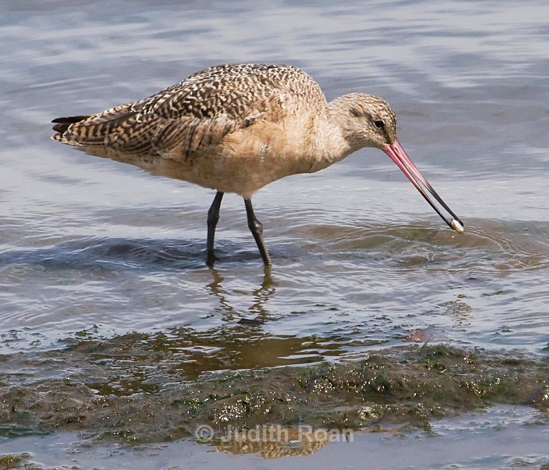 Marbled Godwit with Clam  - Birds