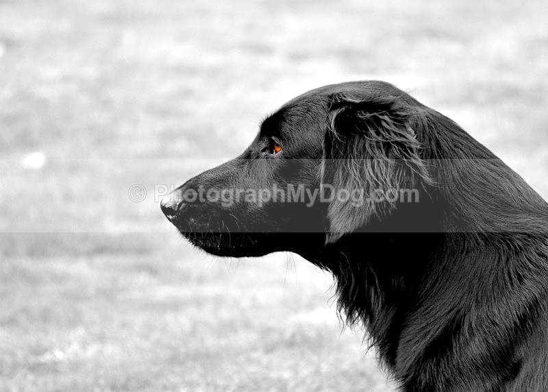  - Flatcoated Retrievers