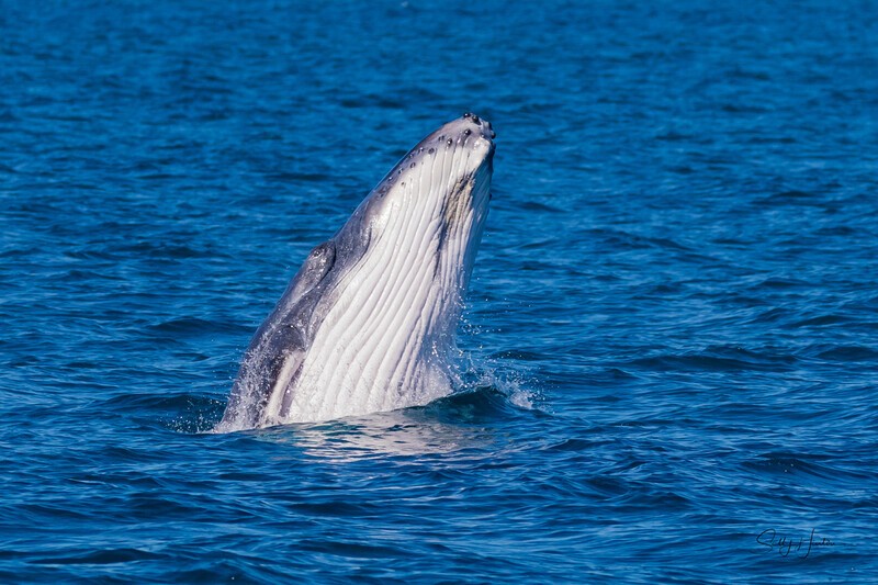 Baby Breach 2 0A3A2029 - Humpback Whales