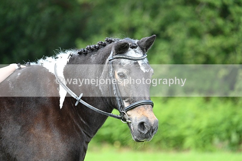 WJ7_1696 - Class 11 Condition & Turnout