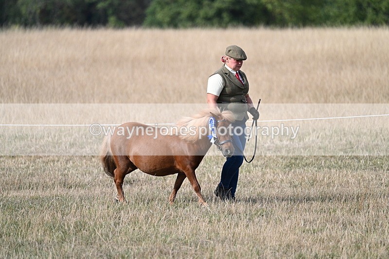 WJ7_8055 - In-hand Championship