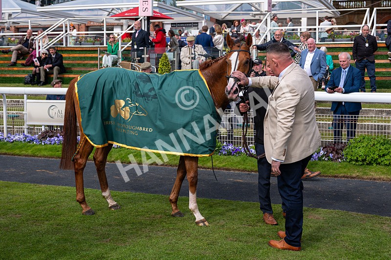 150526-Race 6-Fortification-3142 - Race 6 4.40pm Irish Thoroughbred Marketing Handicap