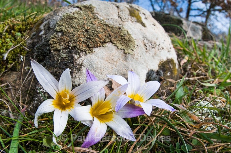  - Plants: wide-angle