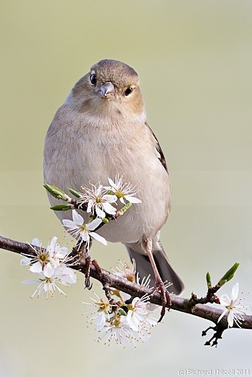 Chaffinch (Fringilla coelebs) female - Chaffinch (Fringilla coelebs)