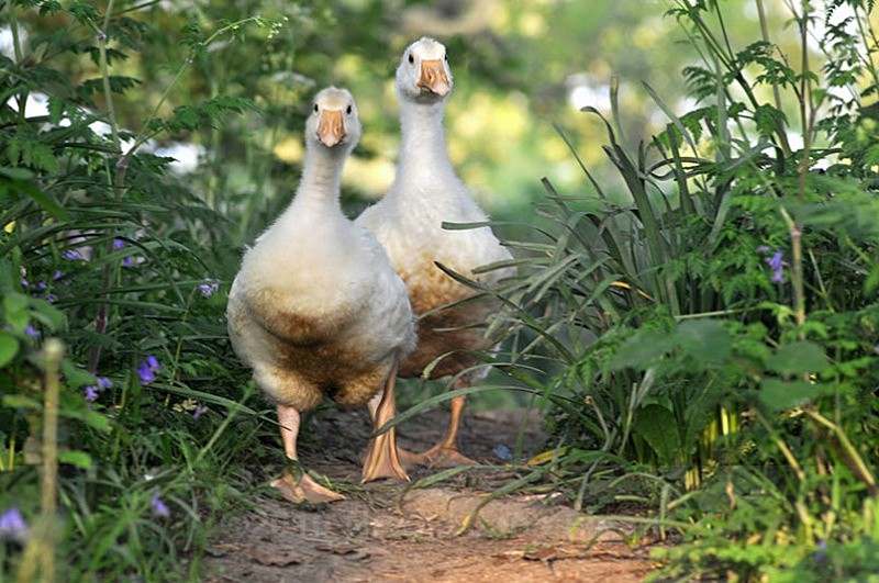 179mixedjpg - Animals