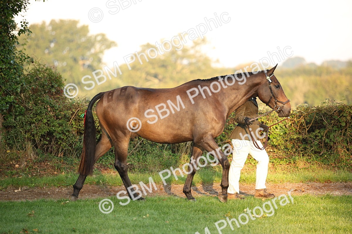 SBM_56801 - S49 - Riding Horse & Hack & Thoroughbred In Hand