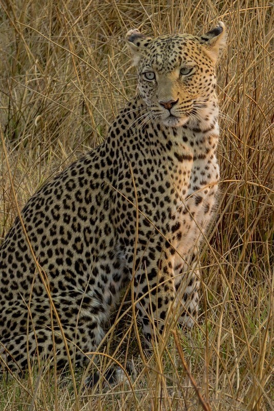 Leopard on the Lookout - Botswana Wildlife