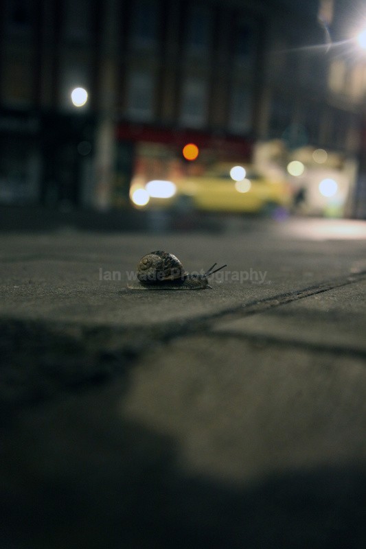 Urban snail at night in a Bristol Street - Urban Snail photography - Bristol