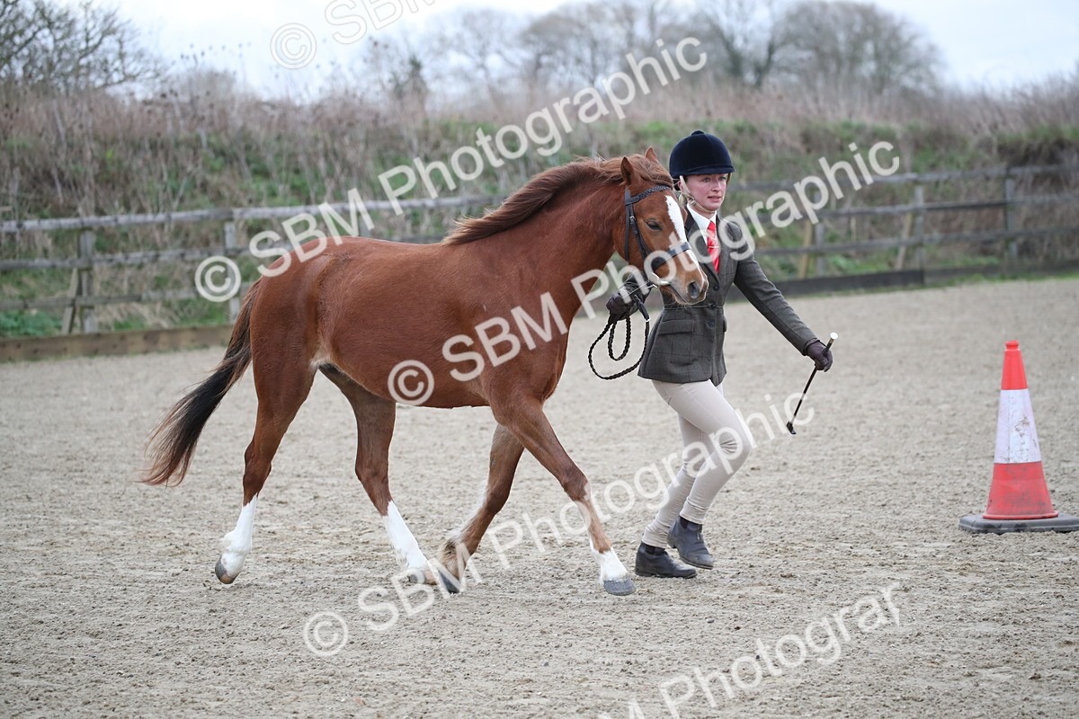 SBM_003909 - Class 1-4 - Young Stock classes Inc. In Hand Championship