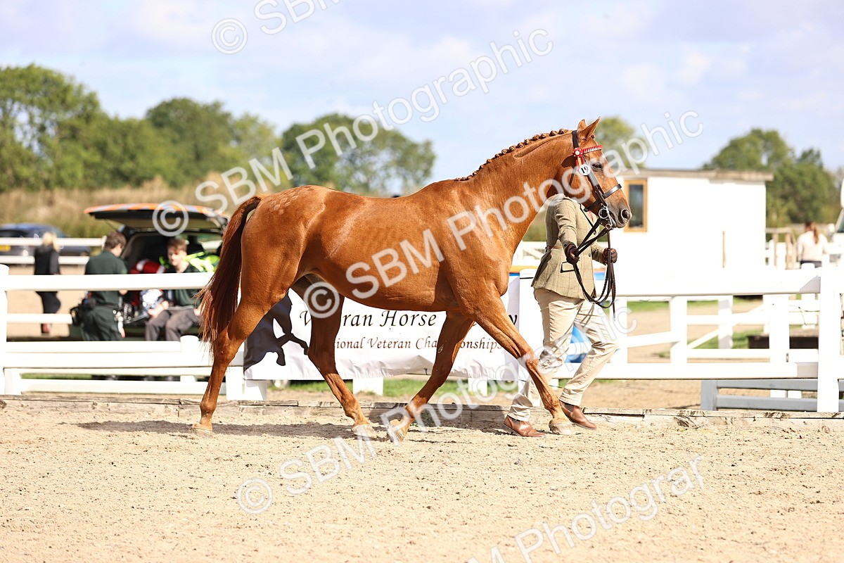 SBM_11494 - Class 407 - IH Hack-Riding Horse
