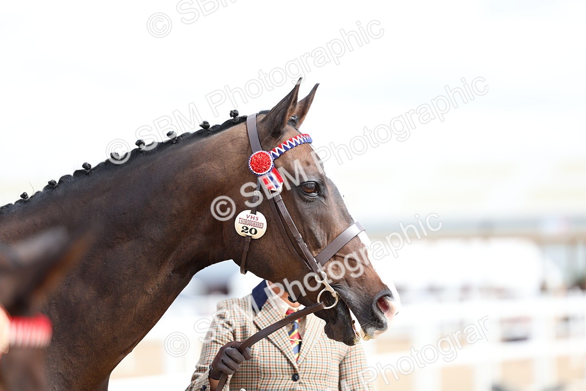 SBM_15289 - Class 313 - IH Retired Racehorse