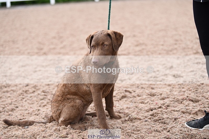 240518A-112354-00775 - Cls 1 Cutest Puppy