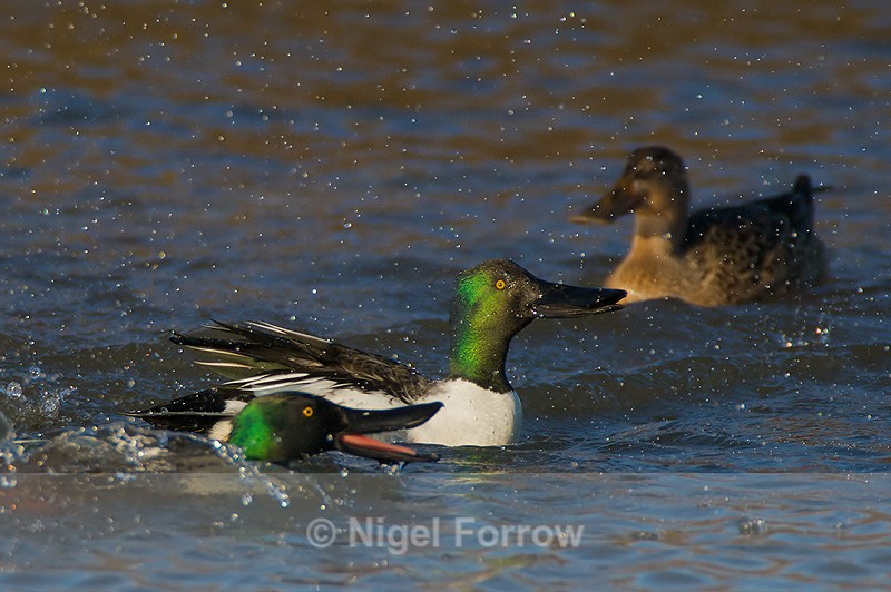 Shovelers squabbling - Shoveler