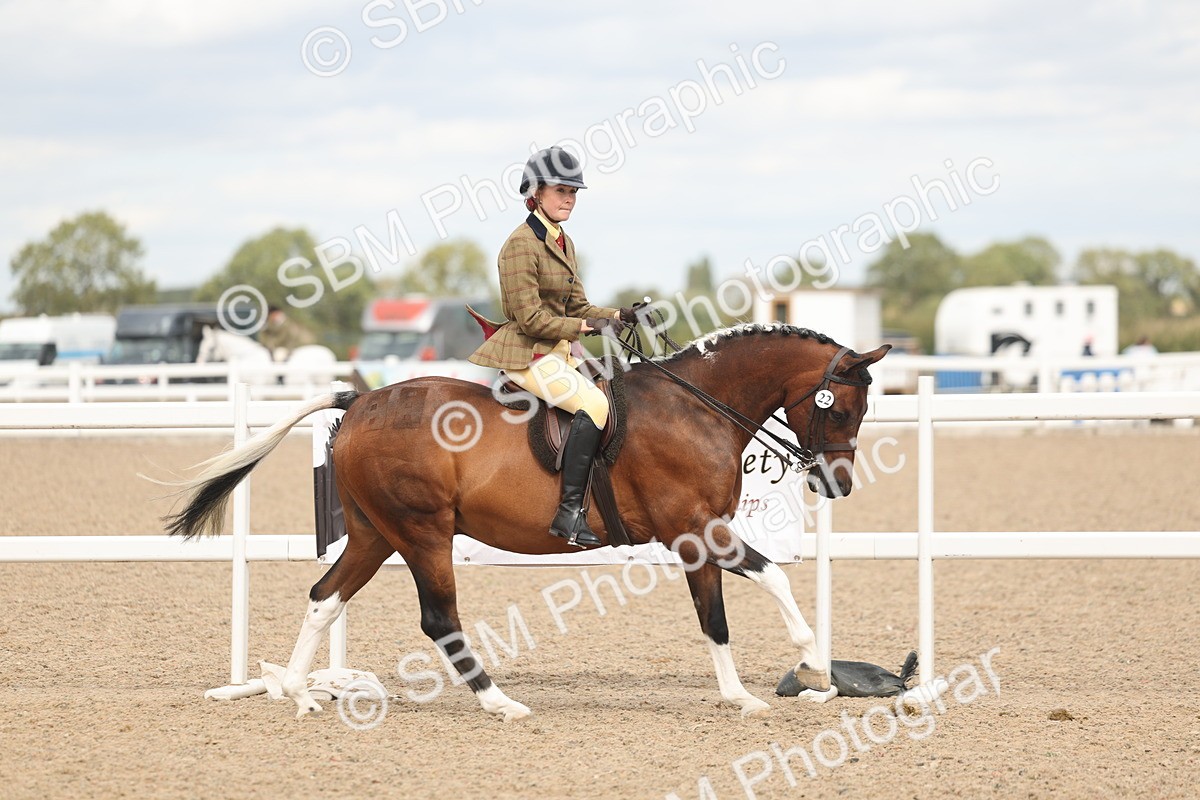 SBM_15980 - Class 311 - Ridden Show pony-Show hunter Pony