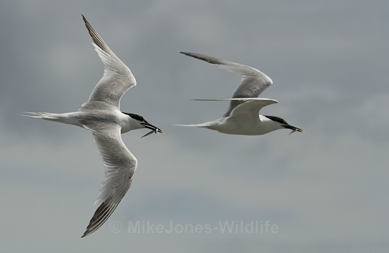 Sandwich Tern, Cemlyn Bay, Anglesey, North Wales - Terns, Sandwich, Artic and Common
