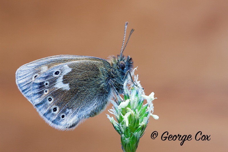 Large Heath - British Butterflies
