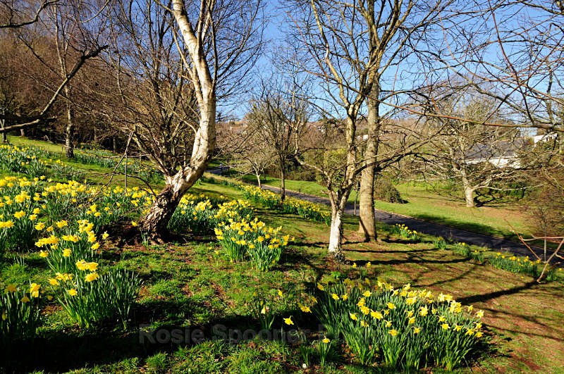 no stock TS40-Daffodils at Shaldon in springtime - Greetings Cards Teignmouth and Shaldon
