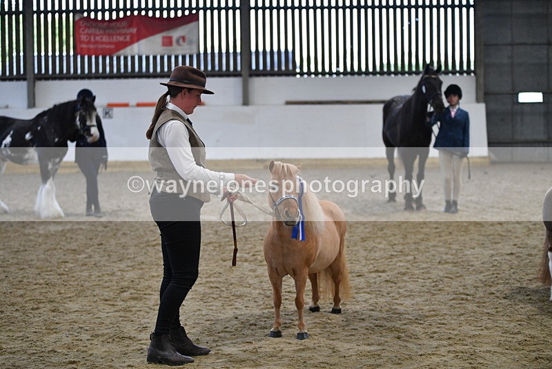 WJ5_5160 - Class 7 In hand coloured / odd coloured