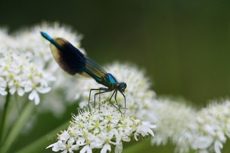Banded Demoiselle on cow parsnip - macro and nature.