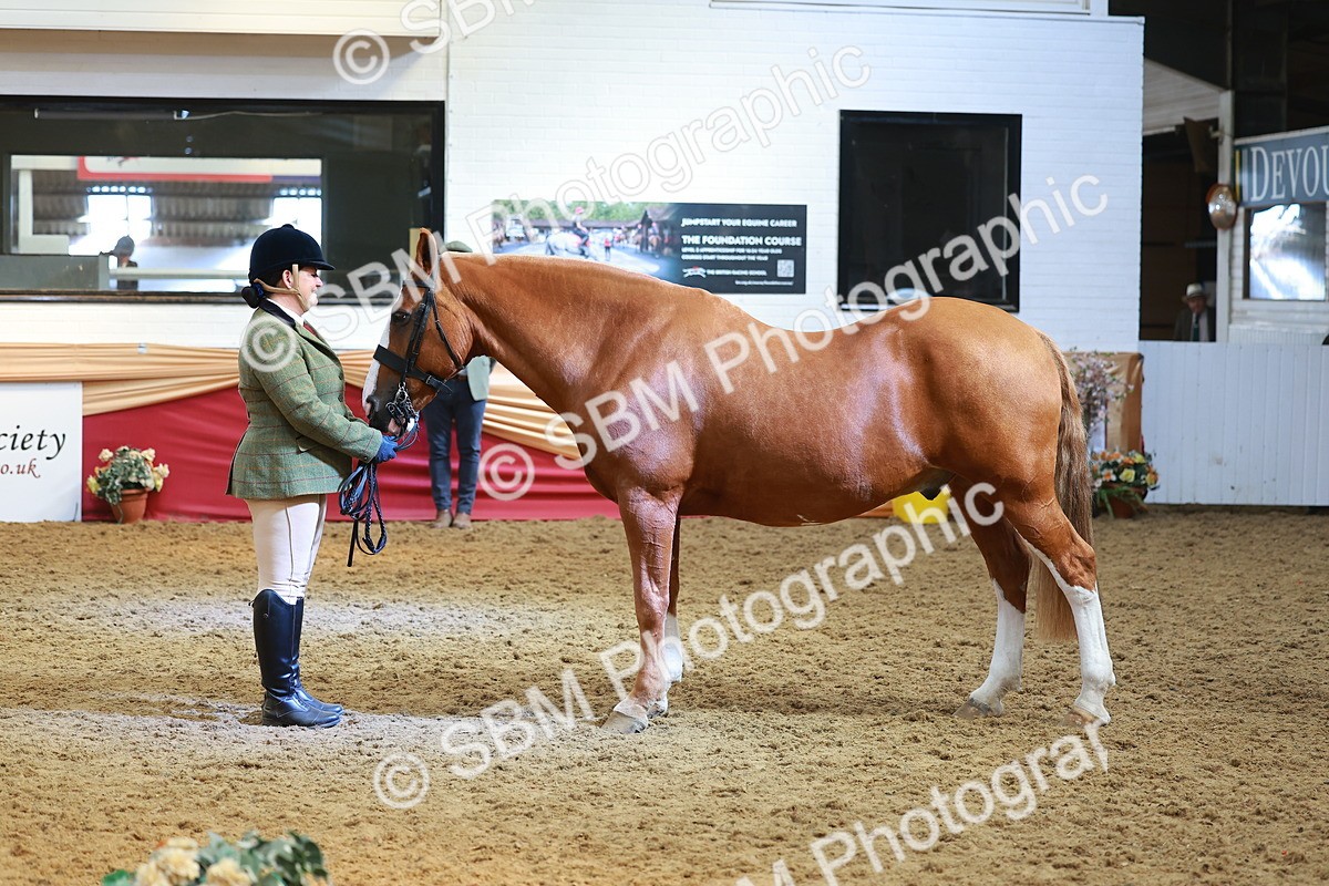 SBM_10708 - Class 103 - HOYS Veteran Qualifier - Ridden Pre Vet