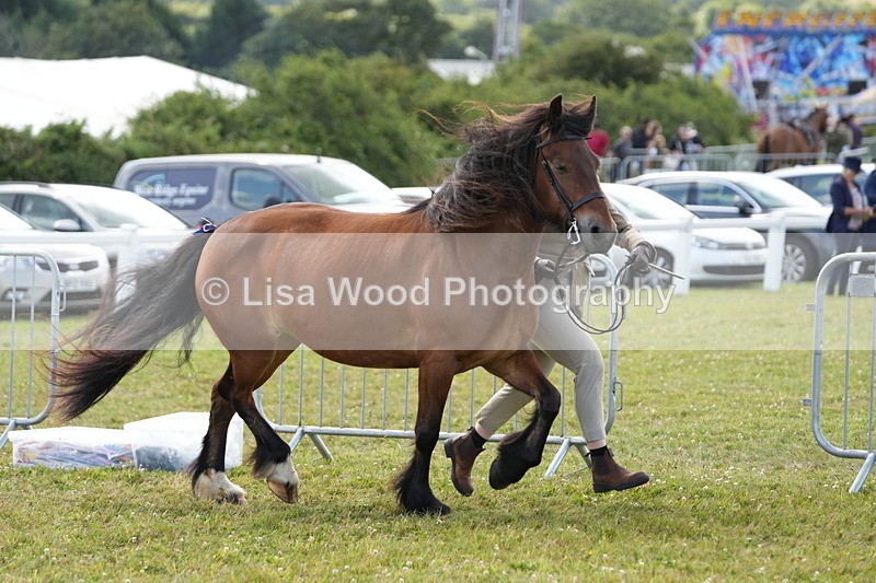 DSC05732 - Class 51: NPS M&M 4 years and over Large Breeds