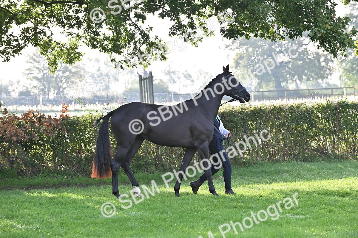 SBM_55331 - S44 - Youngstock In Hand