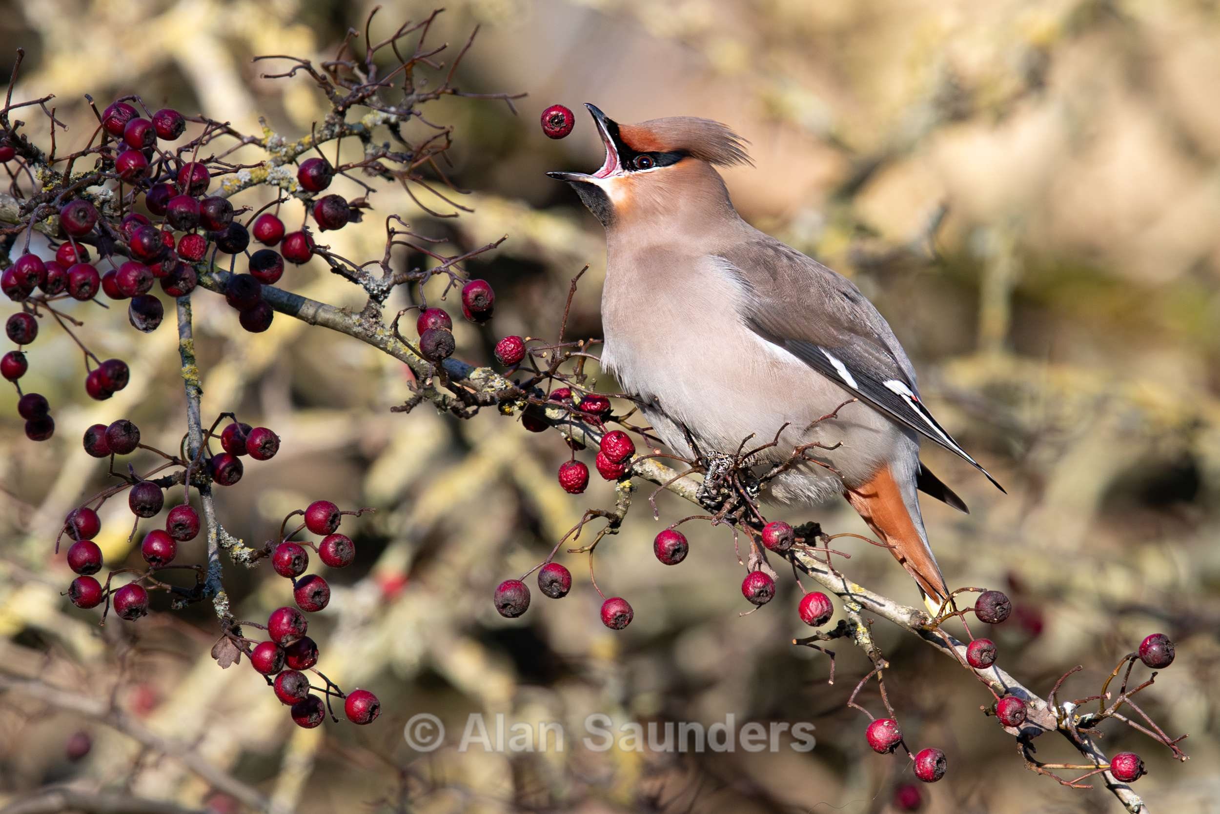 Waxwing 3
