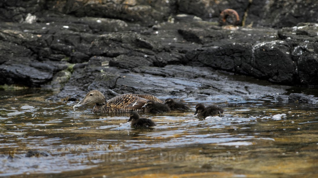 Fife_Eider and Young 0014 - Isle of May and Fife