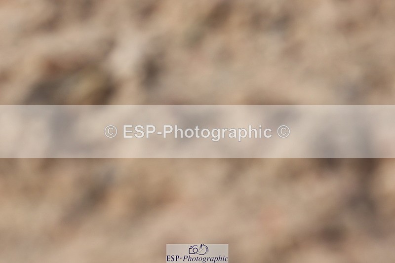 240622A-172847-14889 - Cls 38 BD FEI PSG