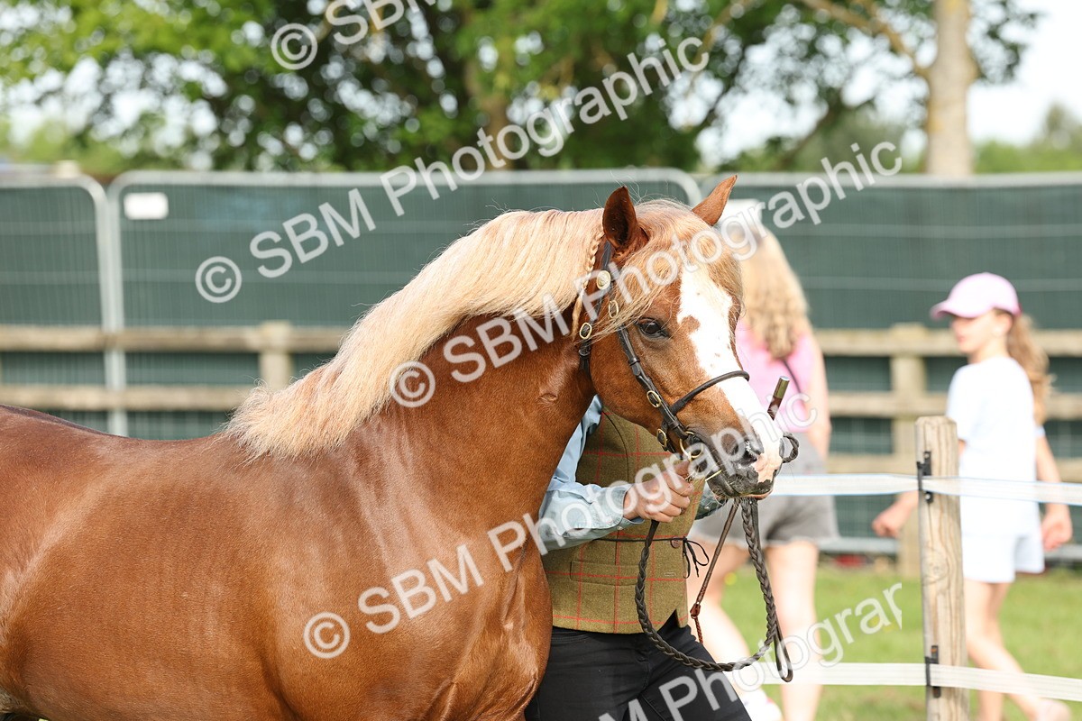 SBM_00671 - Class 6-13 - Mountatin and Moorland In Hand Welsh Breeds