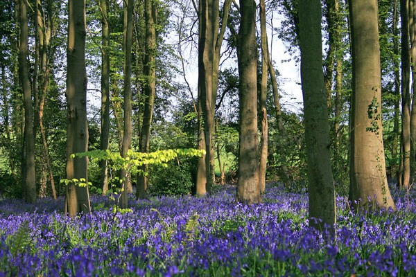 Blue Bells _S078 - Somerset landscape Photography