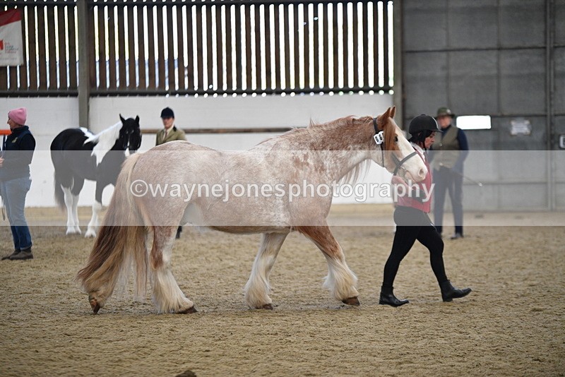 WJ5_4746 - Class 7 In hand coloured / odd coloured