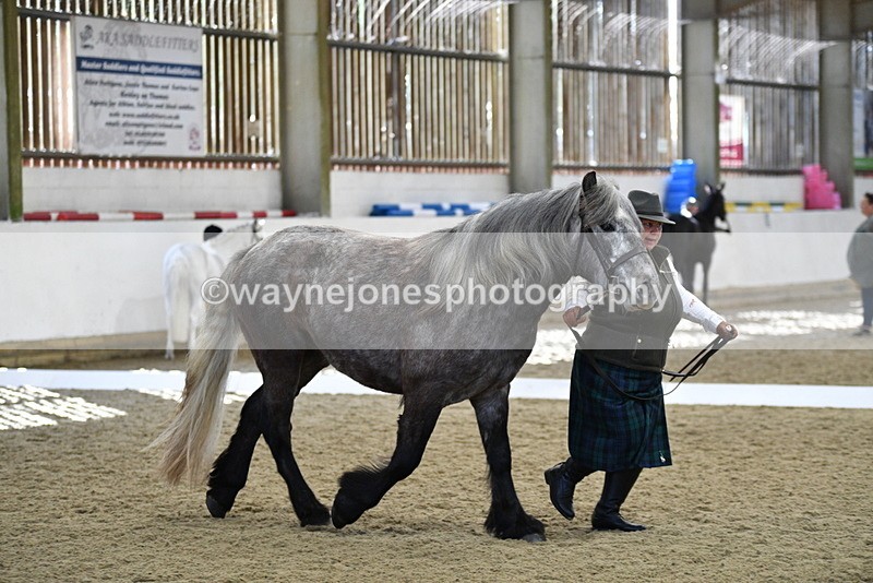 WJ5_4354 - Class 6 In hand M&M - Large Breeds