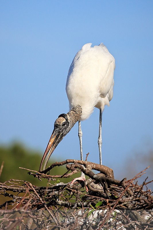 Wood Stork arranging nest, Wakodahatchee Wetlands, Florida - Wood Stork