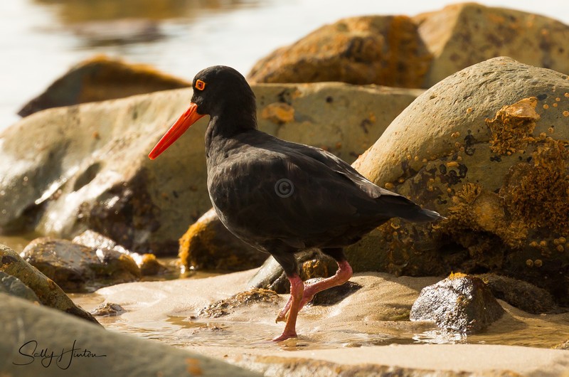Sooty Oyster Catcher 10