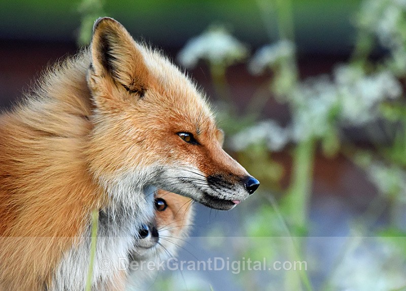 Vixen Vulpes vulpes Red Fox Kit - Mammals, Reptiles & Amphibians