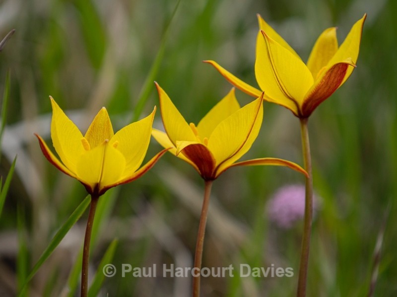 Wild Tulips (Tulipa sylvestris) growing above  the Piano Grande - Wild Flowers - 1