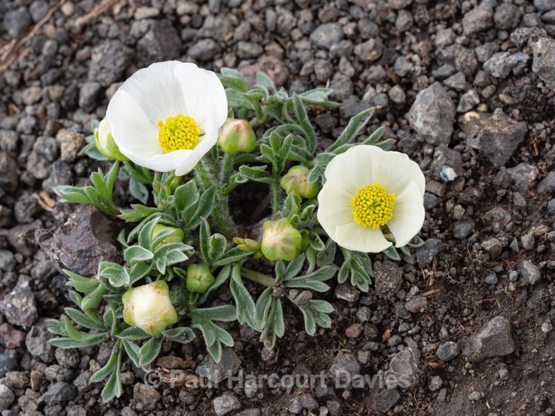 Glacier  buttercup (Ranunculus glacialis)  - Wild Flowers