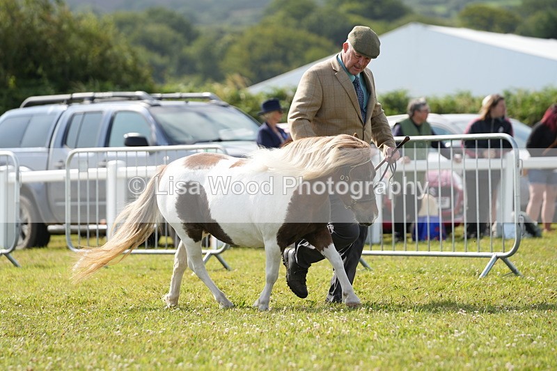 DSC05243 - Class 49: NPS Shetland 4 years and over