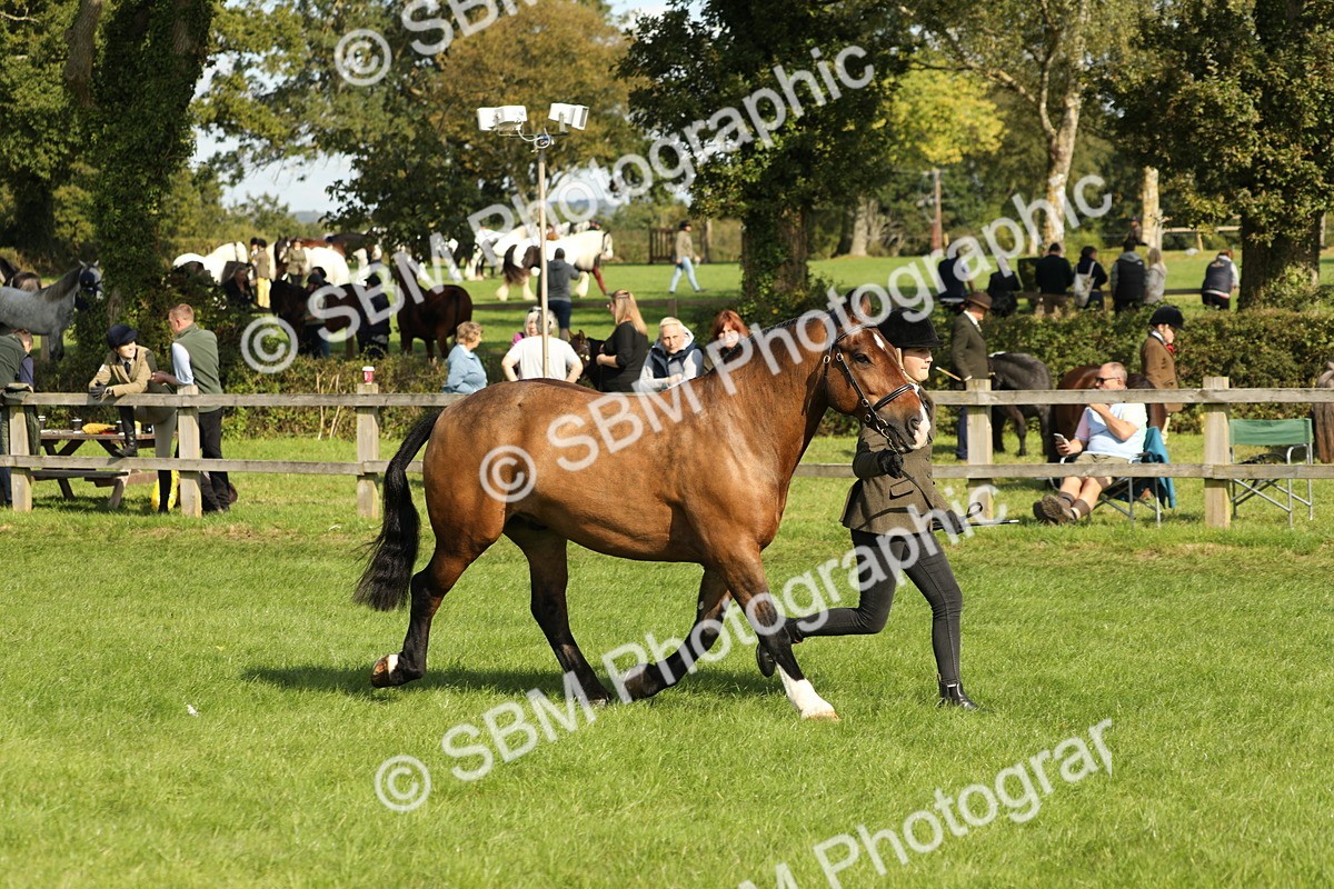 SBM_62350 - S45 - Mini Show Cob In Hand